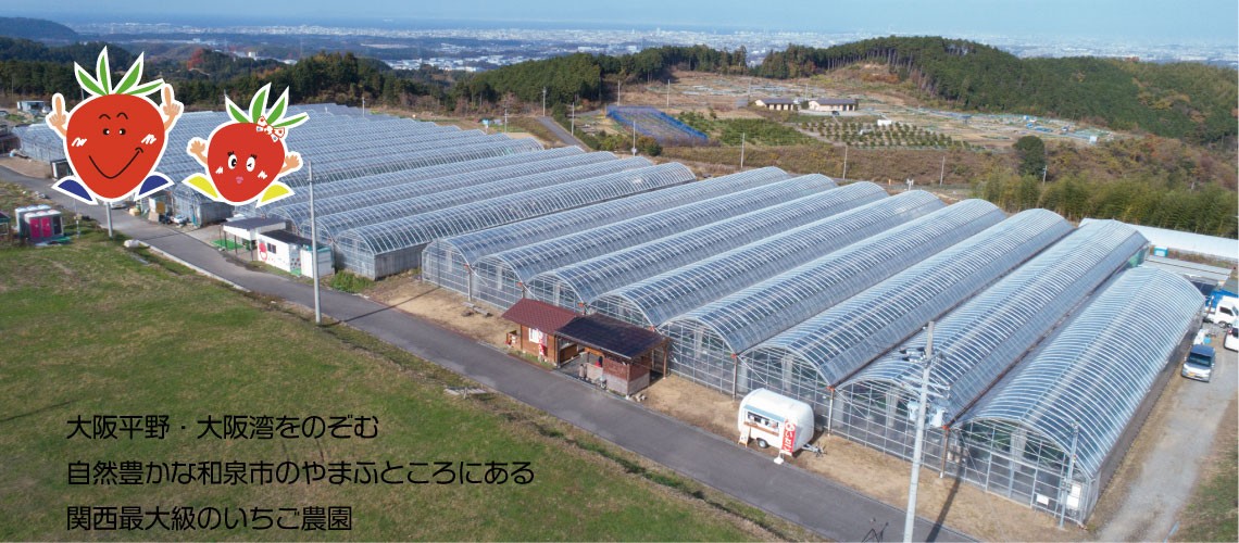 関西でイチゴ狩りなら いずみ小川いちご農園 関西でイチゴ狩りなら いずみ小川いちご農園